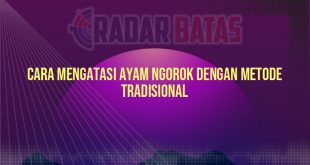 Cara Mengatasi Ayam Ngorok dengan Metode Tradisional